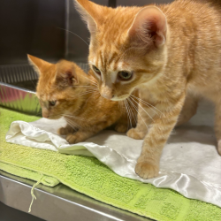 Shelter Stray Female Cat last seen , 21800 Central Ave, Matteson, IL 60443, USA