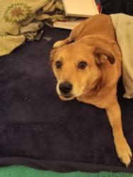 Lost Male Dog last seen Chapel hill CT. And Goldman' Glade Chapel at old 21 and Brittons gas station, Hillsboro, MO 63050