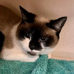 Shelter Stray Female Cat last seen , 2608 Center St, Tacoma, WA 98409, USA