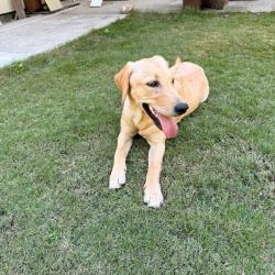 Shelter Stray Female Dog last seen , 4900 Milgen Rd, Columbus, GA 31907, USA