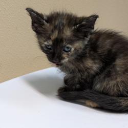 Shelter Stray Female Cat last seen , 2608 Center St, Tacoma, WA 98409, USA