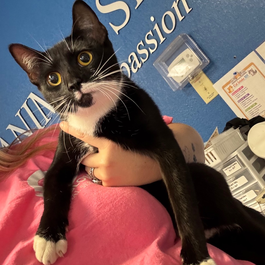Shelter Stray Female Cat last seen , 244 Georgetown Rd, Jacksonville, NC 28540, USA