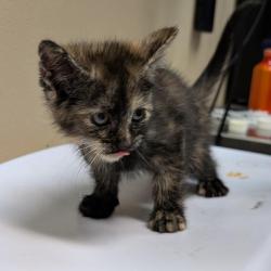 Shelter Stray Female Cat last seen , 2608 Center St, Tacoma, WA 98409, USA
