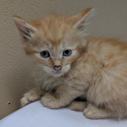 Shelter Stray Male Cat last seen , 2608 Center St, Tacoma, WA 98409, USA