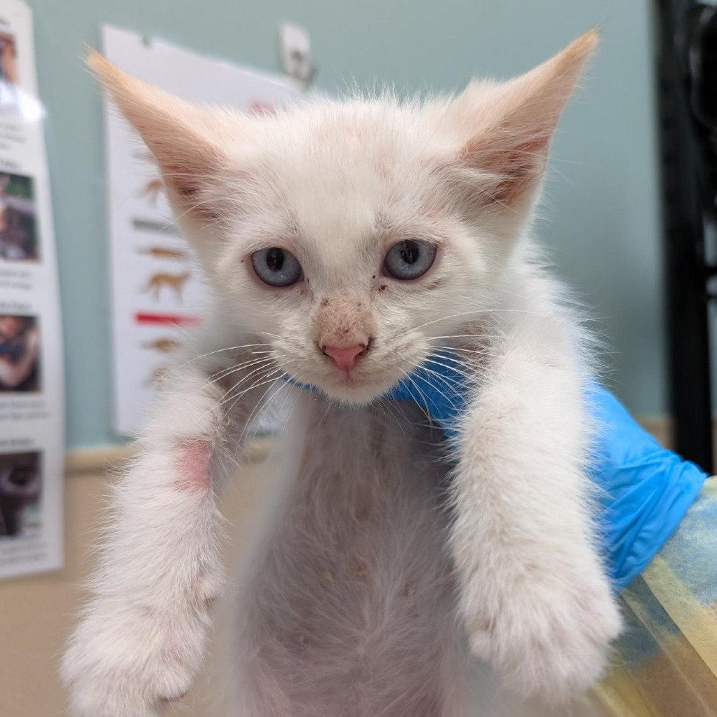 Shelter Stray Male Cat last seen , 2608 Center St, Tacoma, WA 98409, USA