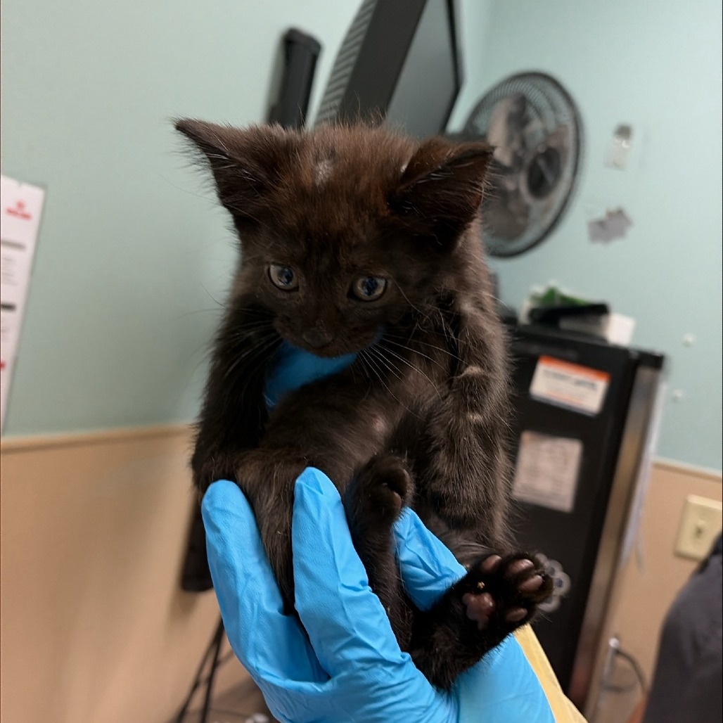 Shelter Stray Male Cat last seen , 2608 Center St, Tacoma, WA 98409, USA