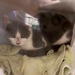 Shelter Stray Unknown Cat last seen , 54687 Co Rd 19, Bristol, IN 46507, USA