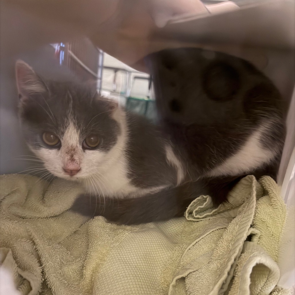 Shelter Stray Unknown Cat last seen , 54687 Co Rd 19, Bristol, IN 46507, USA