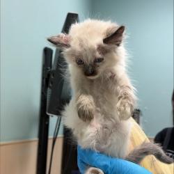 Shelter Stray Female Cat last seen , 2608 Center St, Tacoma, WA 98409, USA