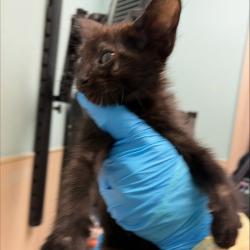 Shelter Stray Female Cat last seen , 2608 Center St, Tacoma, WA 98409, USA