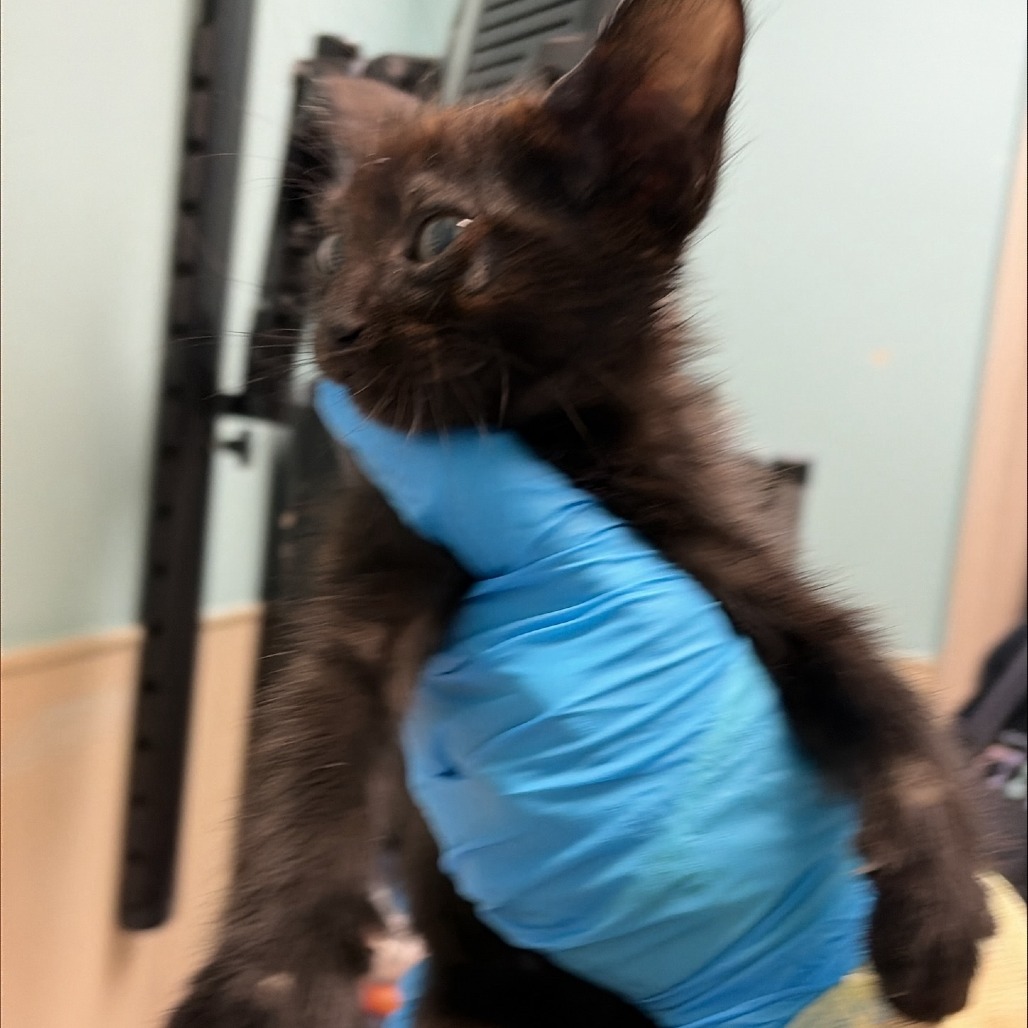 Shelter Stray Female Cat last seen , 2608 Center St, Tacoma, WA 98409, USA