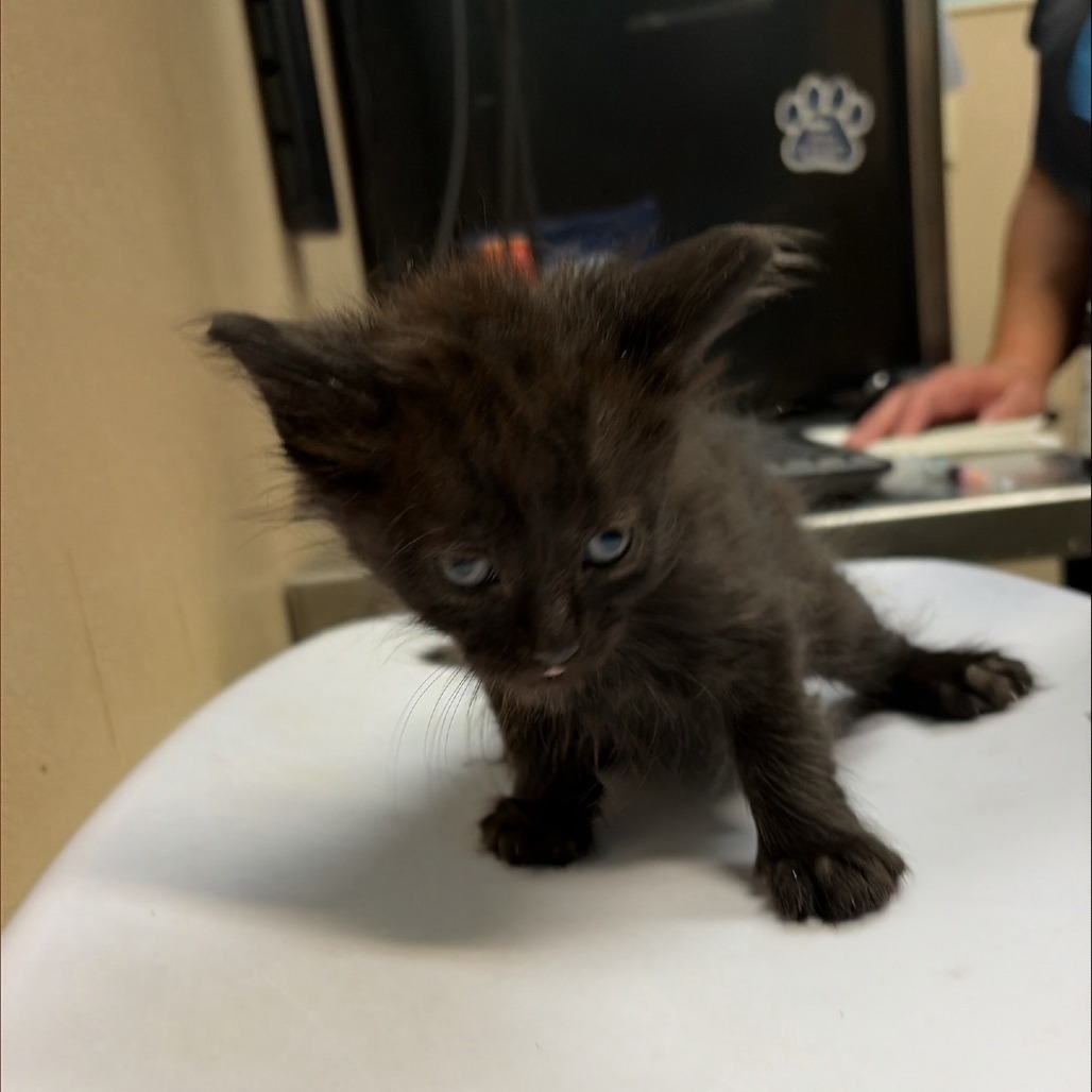 Shelter Stray Female Cat last seen , 2608 Center St, Tacoma, WA 98409, USA