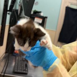 Shelter Stray Male Cat last seen , 2608 Center St, Tacoma, WA 98409, USA