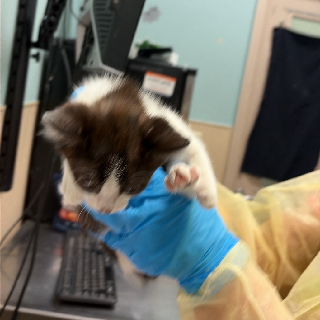 Shelter Stray Male Cat last seen , 2608 Center St, Tacoma, WA 98409, USA