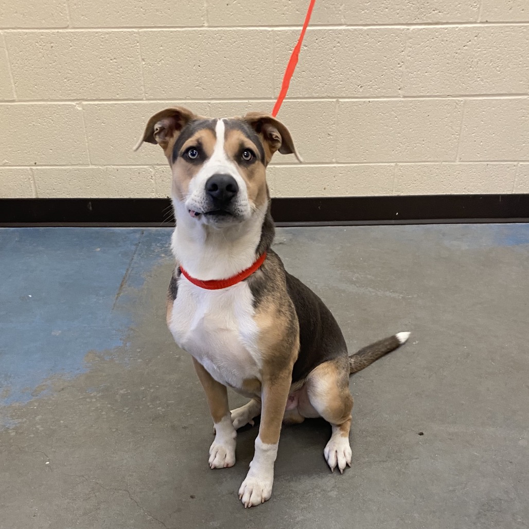 Shelter Stray Male Dog last seen , 2350 Appling City Cove, Memphis, TN 38133, USA
