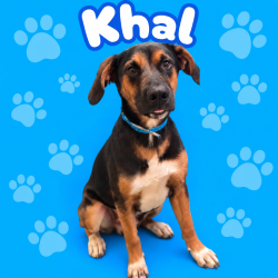 Shelter Stray Male Dog last seen , 2350 Appling City Cove, Memphis, TN 38133, USA