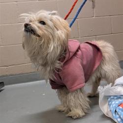 Shelter Stray Female Dog last seen , 2608 Center St, Tacoma, WA 98409, USA