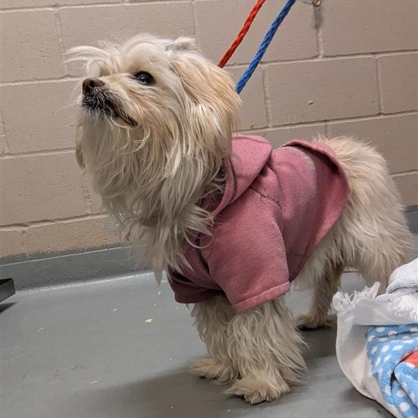 Shelter Stray Female Dog last seen , 2608 Center St, Tacoma, WA 98409, USA