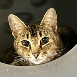 Shelter Stray Female Cat last seen , 2608 Center St, Tacoma, WA 98409, USA