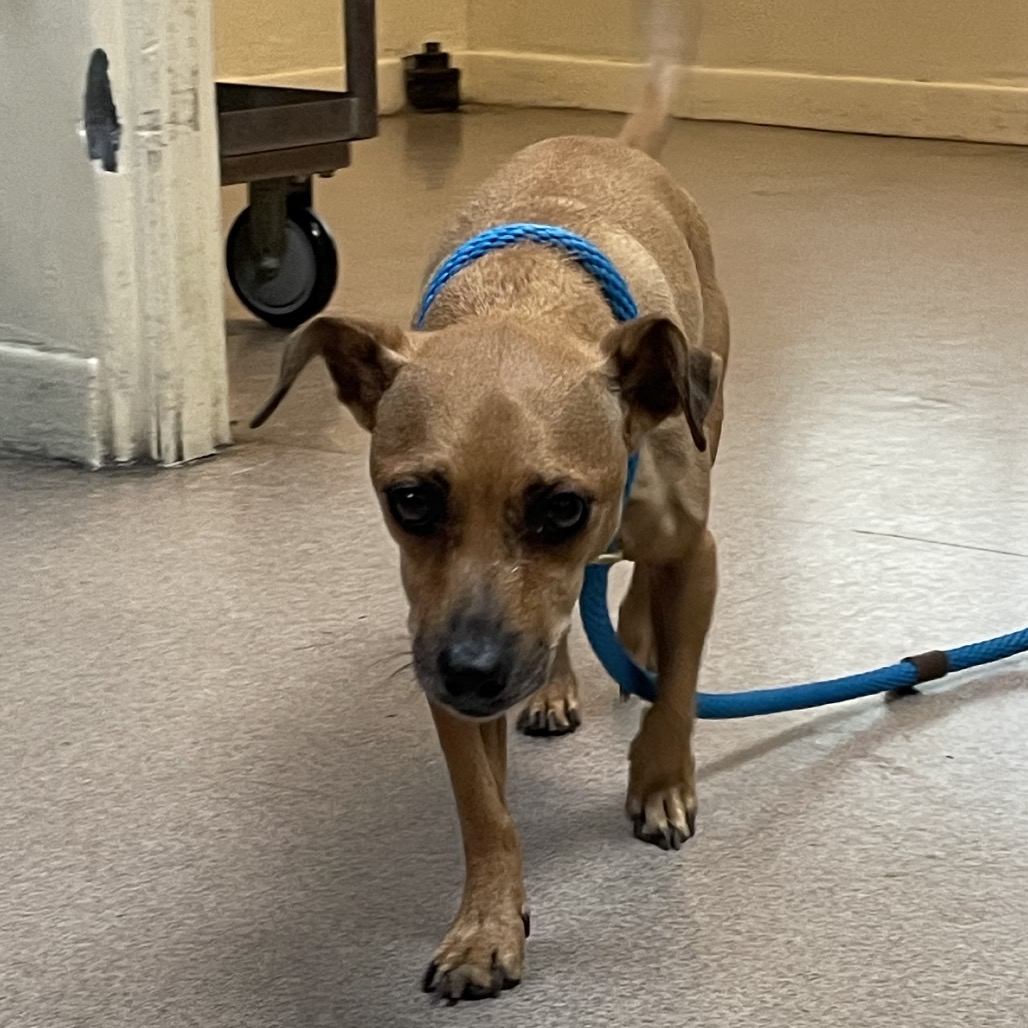 Shelter Stray Male Dog last seen , 361 S Raymond Ave, Pasadena, CA 91105, USA