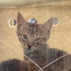 Shelter Stray Male Cat last seen , Animal Care & Control Team of Philly, 111 W Hunting Park Ave, Philadelphia, PA 19140, USA