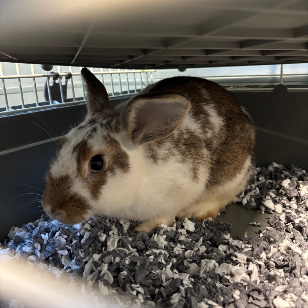 Shelter Stray Male Rabbit last seen , 980 Guilford College Rd, Greensboro, NC 27409, USA