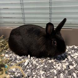 Shelter Stray Female Rabbit last seen , 980 Guilford College Rd, Greensboro, NC 27409, USA