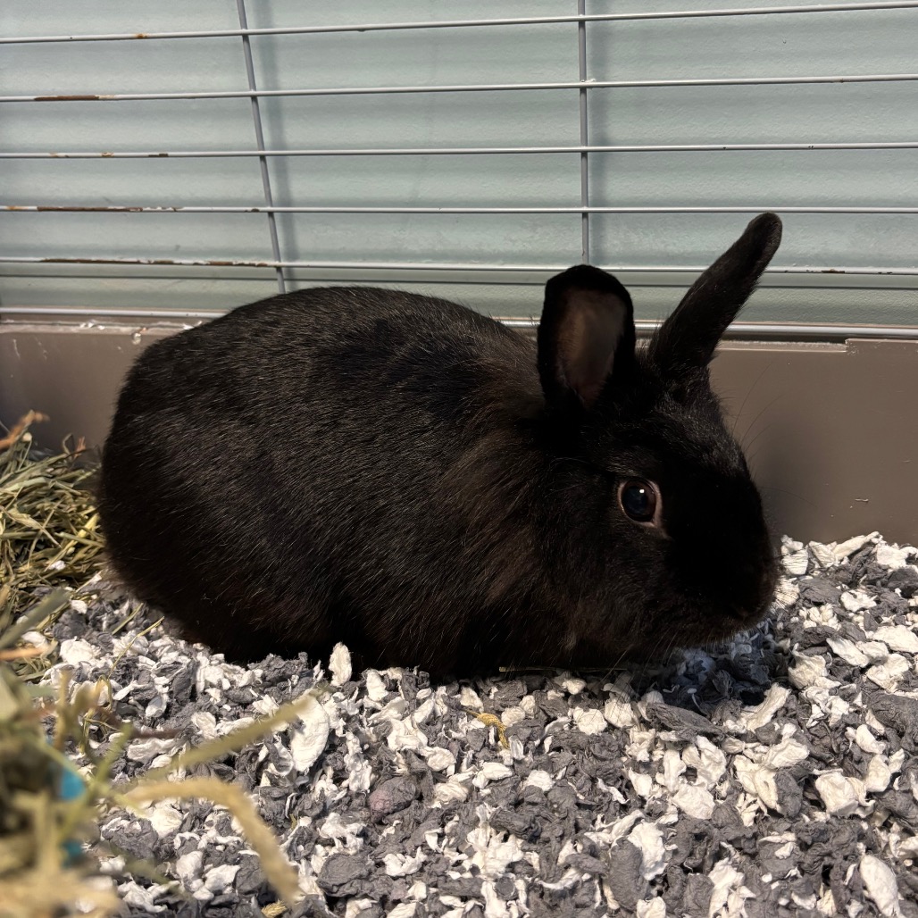 Shelter Stray Female Rabbit last seen , 980 Guilford College Rd, Greensboro, NC 27409, USA