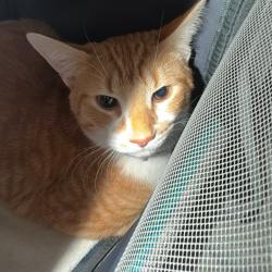 Shelter Stray Male Cat last seen , 980 Guilford College Rd, Greensboro, NC 27409, USA