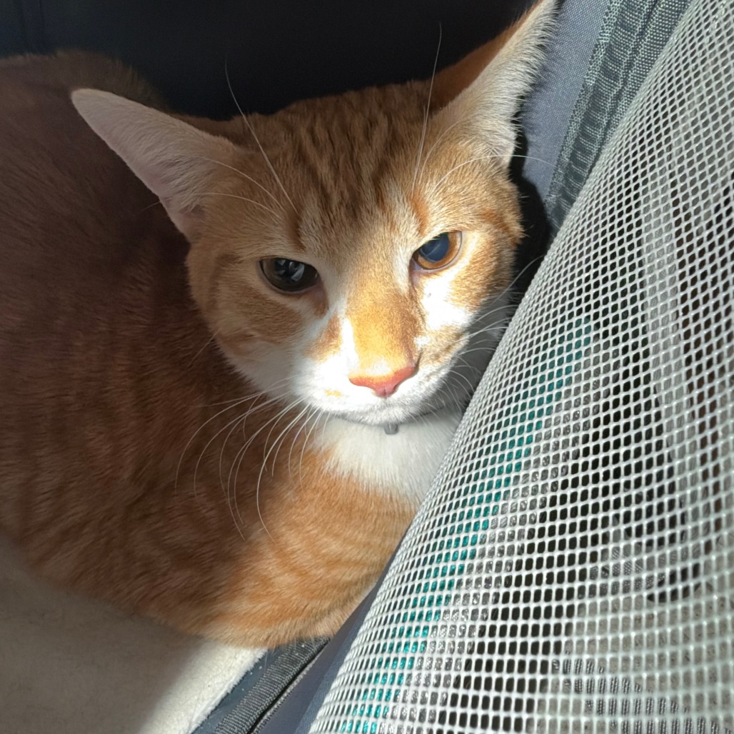 Shelter Stray Male Cat last seen , 980 Guilford College Rd, Greensboro, NC 27409, USA