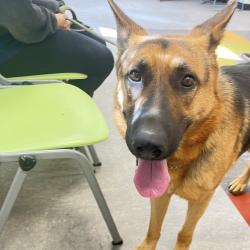 Shelter Stray Male Dog last seen , Animal Care & Control Team of Philly, 111 W Hunting Park Ave, Philadelphia, PA 19140, USA