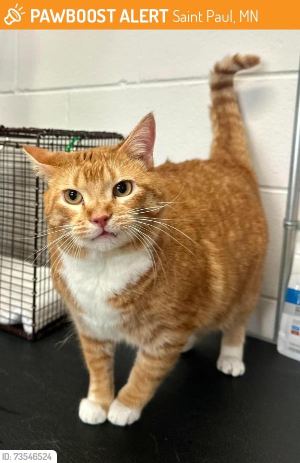 Found/Stray Male Cat last seen Davern and W 7th St, Saint Paul, MN 55116