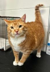 Found/Stray Male Cat last seen Davern and W 7th St, Saint Paul, MN 55116