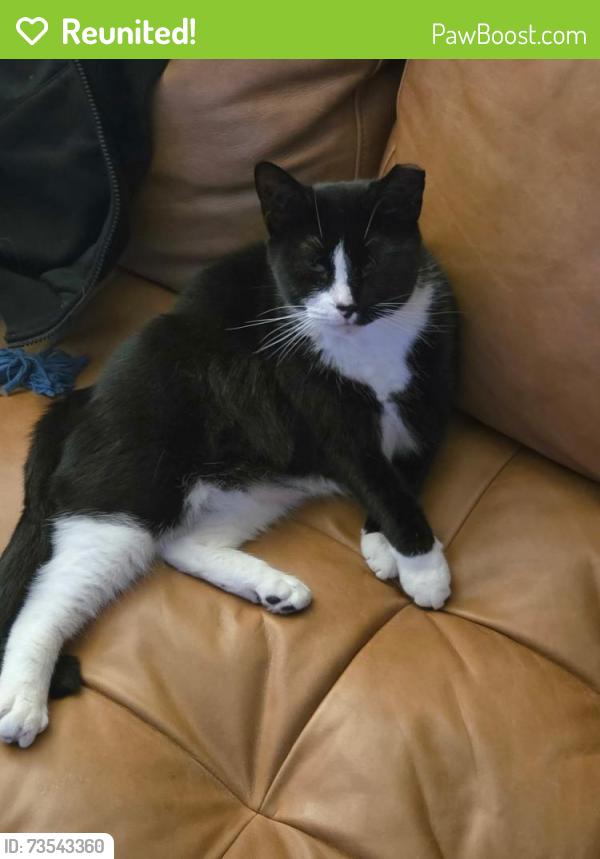 Reunited Female Cat last seen Harris park - 18th st and 40th ave, St. Petersburg, FL 33714