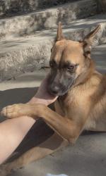 Found/Stray Male Dog last seen Ivar and Vine, Los Angeles, CA 90068