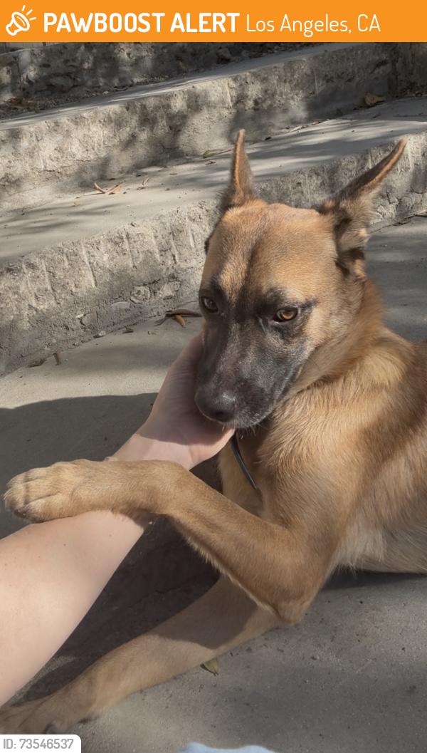 Found/Stray Male Dog last seen Ivar and Vine, Los Angeles, CA 90068