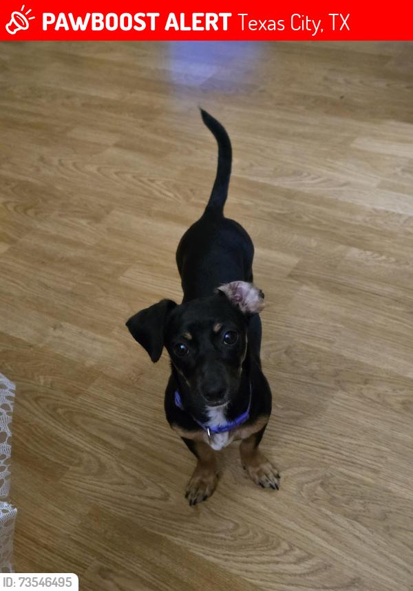 Lost Female Dog last seen College of the mainland, Texas City, TX 77591