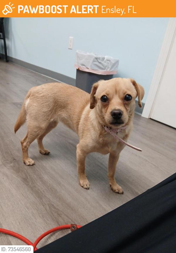 Found/Stray Female Dog last seen Tesla Parking lot by Lowell Ln, Ensley, FL 32514
