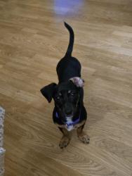 Lost Female Dog last seen College of the mainland, Texas City, TX 77591