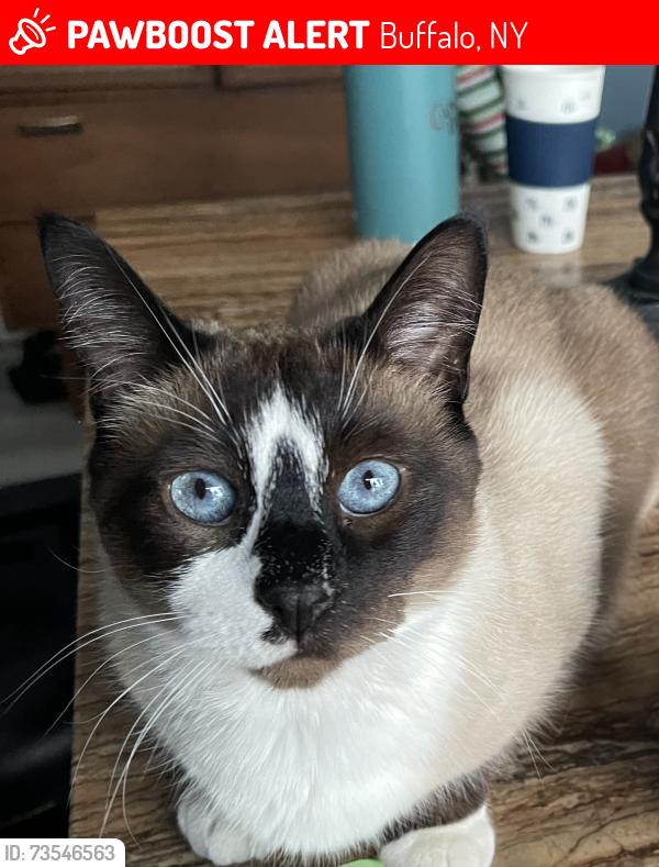 Lost Male Cat last seen Longnecker st and reiman st, Buffalo, NY 14206