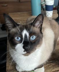 Lost Male Cat last seen Longnecker st and reiman st, Buffalo, NY 14206