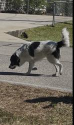 Found/Stray Male Dog last seen Marylin Edgar Park, Hillside Dr., WestwooDr, Spring, TX 77386