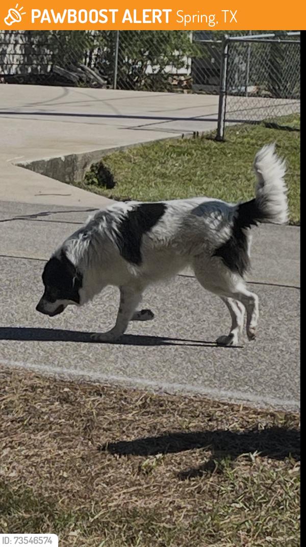 Found/Stray Male Dog last seen Marylin Edgar Park, Hillside Dr., WestwooDr, Spring, TX 77386