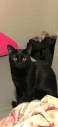 Lost Male Cat last seen Gavey Avenue and Tyler Avenue, El Monte, CA 91733
