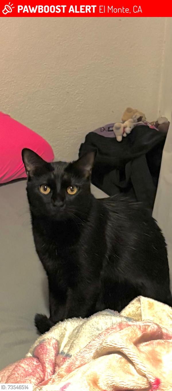 Lost Male Cat last seen Gavey Avenue and Tyler Avenue, El Monte, CA 91733