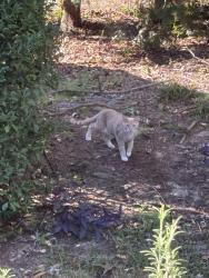Found/Stray Unknown Cat last seen Hope Mills Lake, Hope Mills, NC 28348