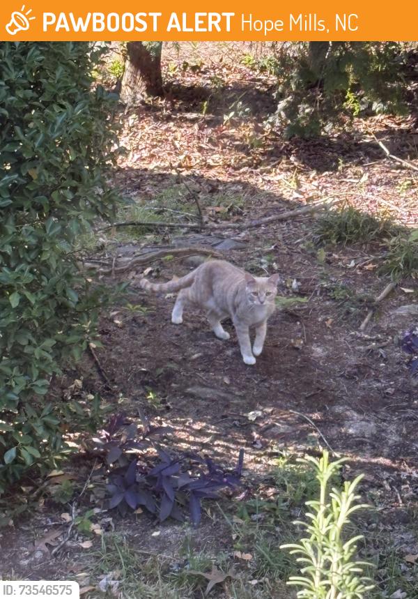 Found/Stray Unknown Cat last seen Hope Mills Lake, Hope Mills, NC 28348
