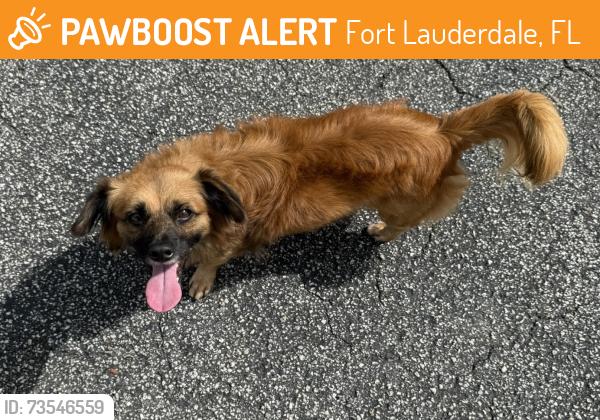 Found/Stray Male Dog last seen Broadview Park, Fort Lauderdale, FL near SW 42nd Avenue, Fort Lauderdale, FL 33317