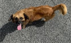 Found/Stray Male Dog last seen Broadview Park, Fort Lauderdale, FL near SW 42nd Avenue, Fort Lauderdale, FL 33317