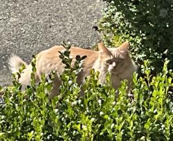 Found/Stray Unknown Cat last seen Cypress Falls trail head/tennis courts, West Vancouver, Bc, Canada, West Vancouver, BC V7S 2V1